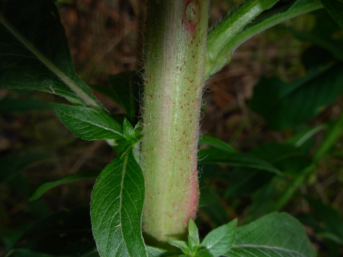 Oenothera stucchii / Enagra di Stucchi